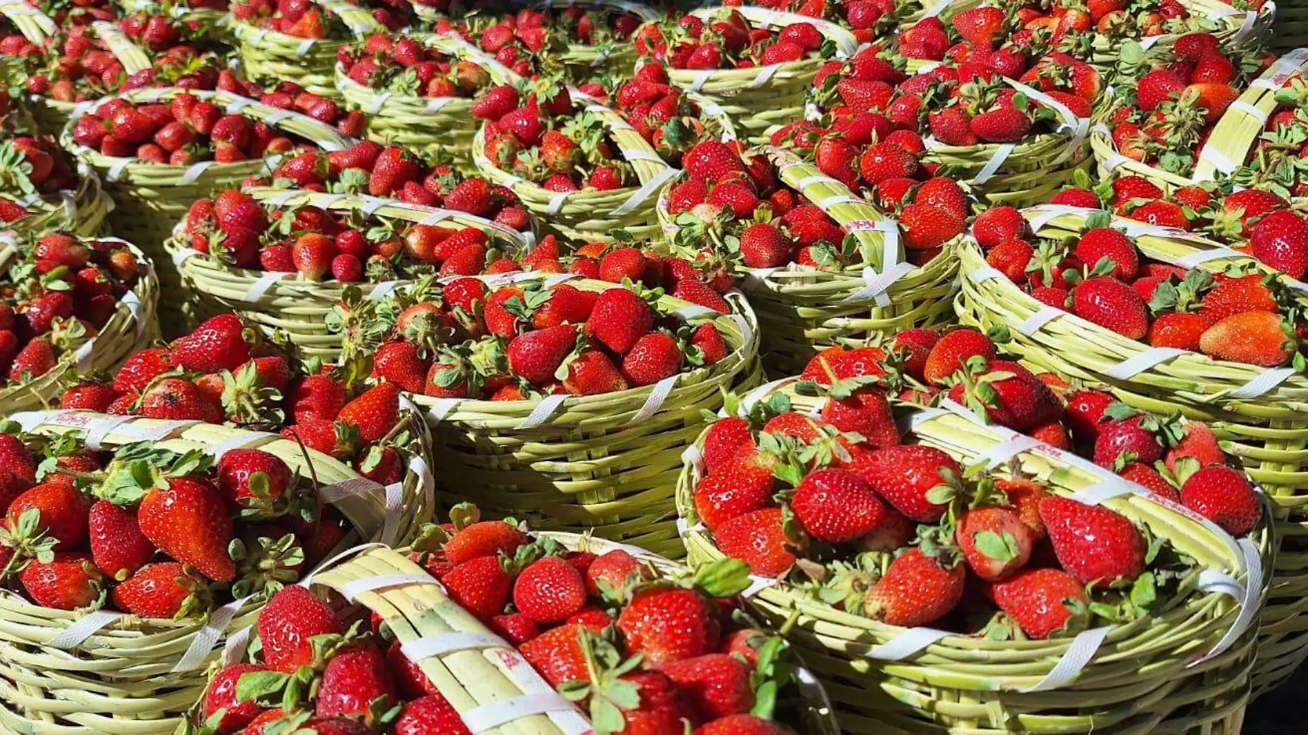 Ventas bajas de fresas (4)